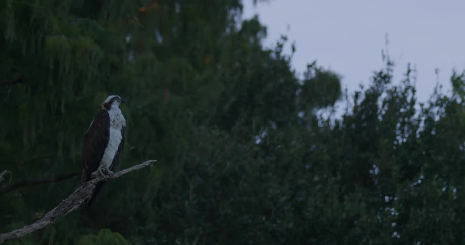 A bird sits on a tree branch