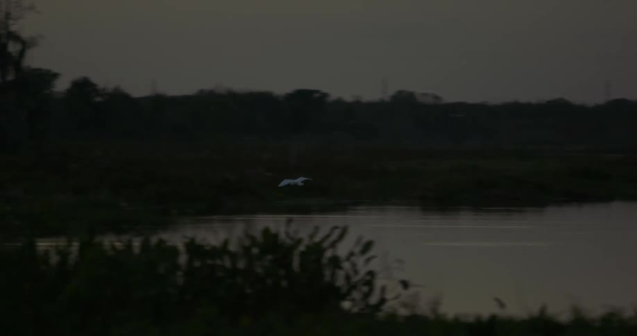Florida Everglades Scenics