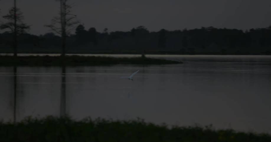 A bird flies over a lake
