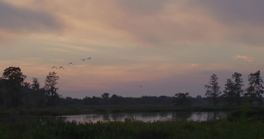 Florida Everglades Scenics