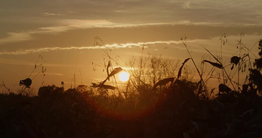 Florida Everglades Scenics
