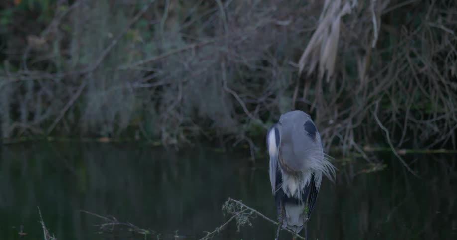 Florida Everglades Scenics