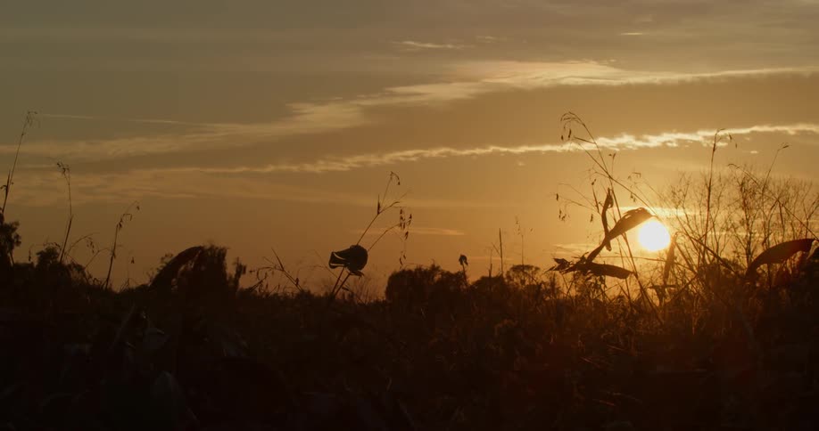 Sun rises over grasses in a field