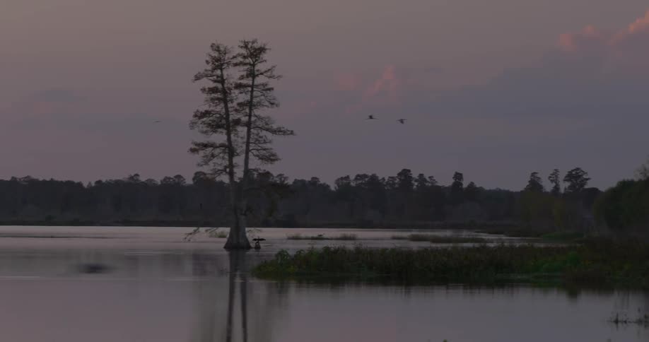 Florida Everglades Scenics