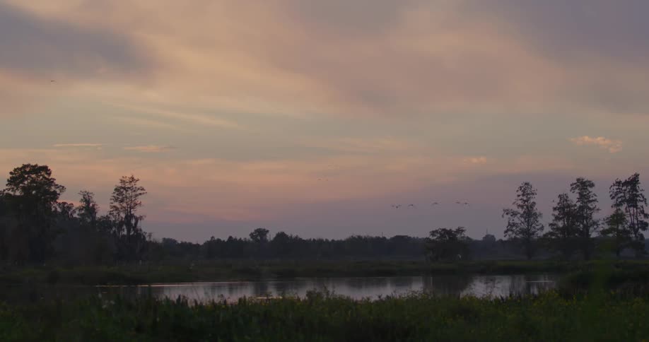 Birds fly above the marsh