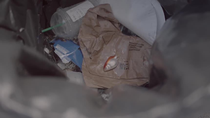 The fish lays in the garbage