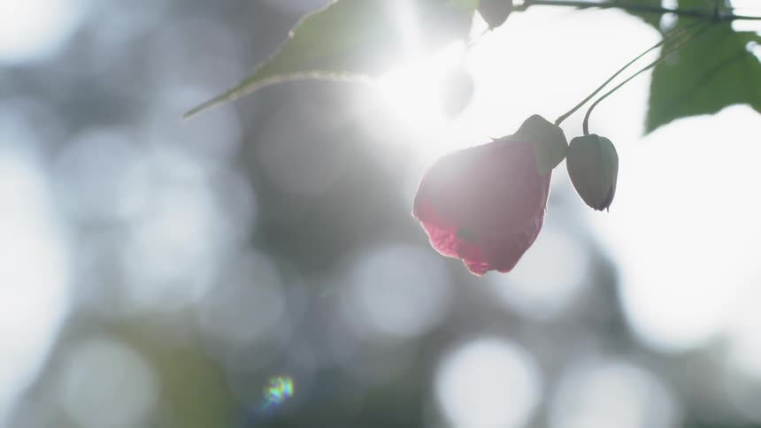 Sunlight shines on a flower