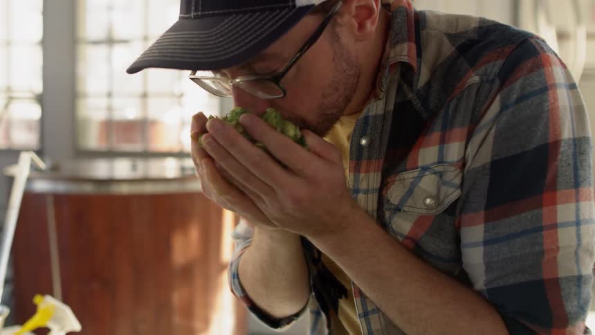A man smells a handful of beer hops