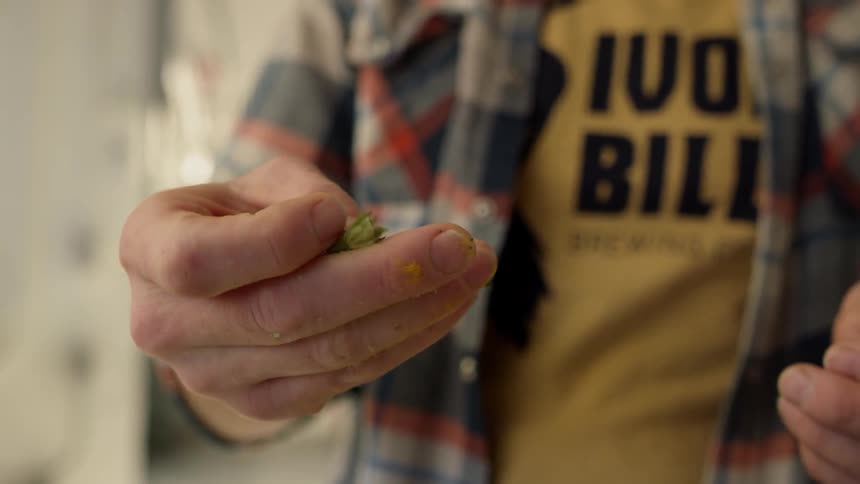 A person crumbles a hop in their hand