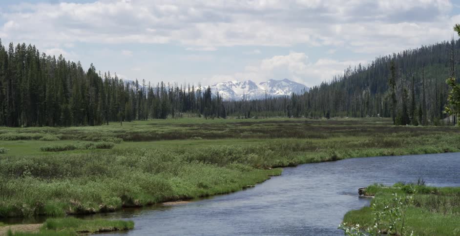 A river flows in the forest