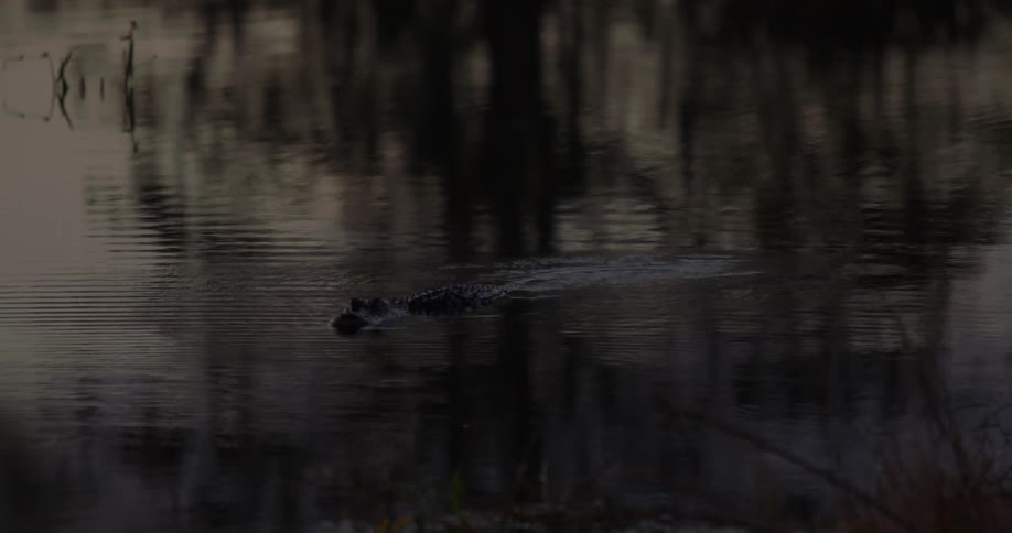 An alligator slowly moves in the water