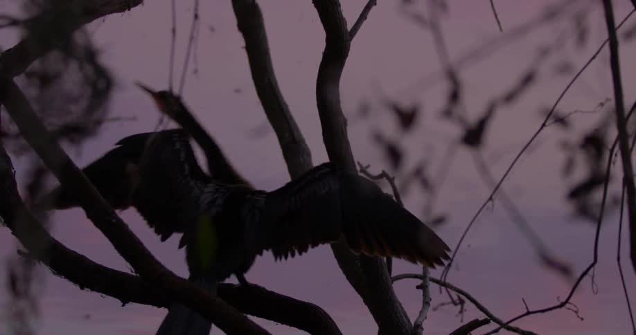 The bird jumps off the branch at dawn