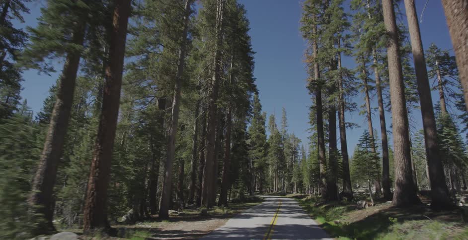 Driving by a forest