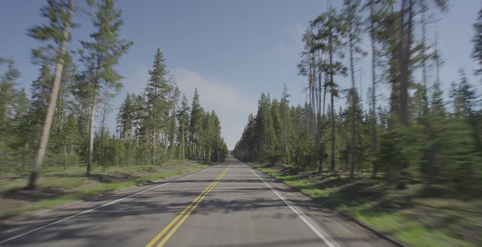 Driving by a forest