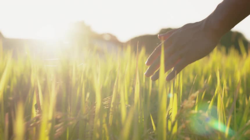 A man feels the grass with his hand