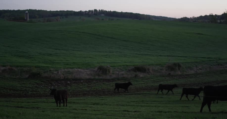 Cows running in a field