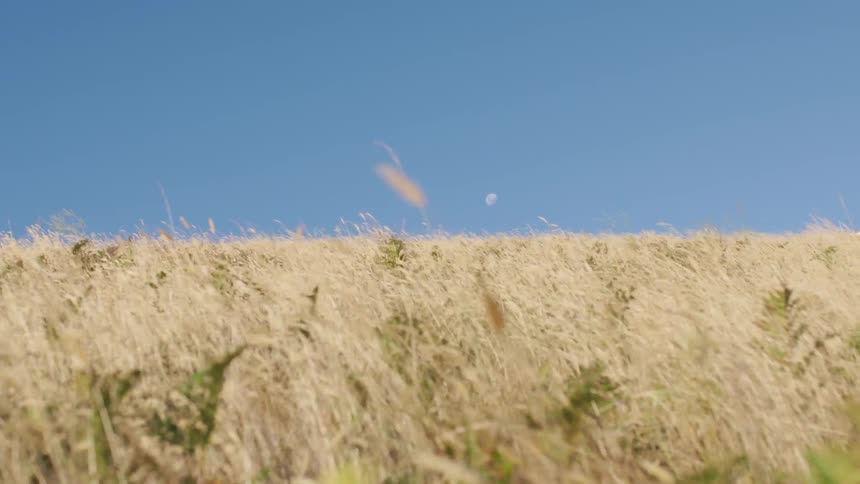 Wheat grass bristles in the wind