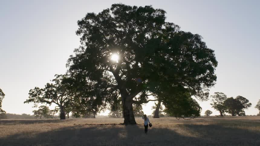 A woman is walking toward a tree in a field on a sunny day