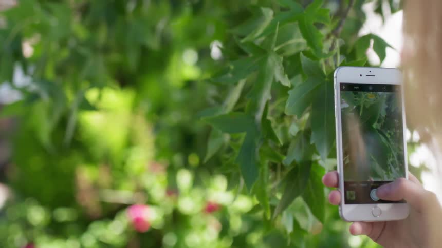 A woman takes photos of a tree branch