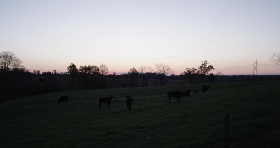 Cows grazing in a field