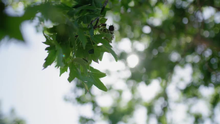 Tree branches sway in the breeze