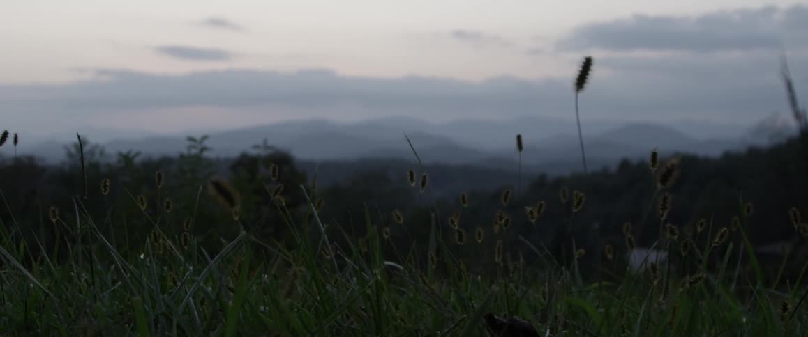 Grasslands blowing in the wind