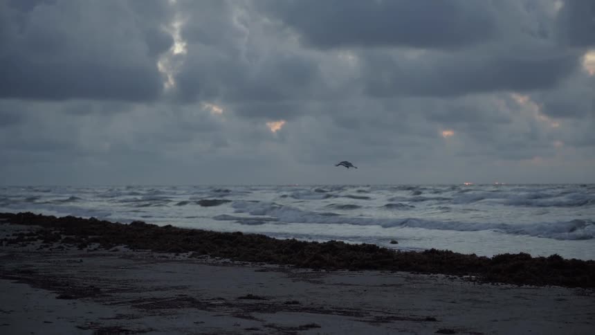 A seagull flies over a beach at sunset