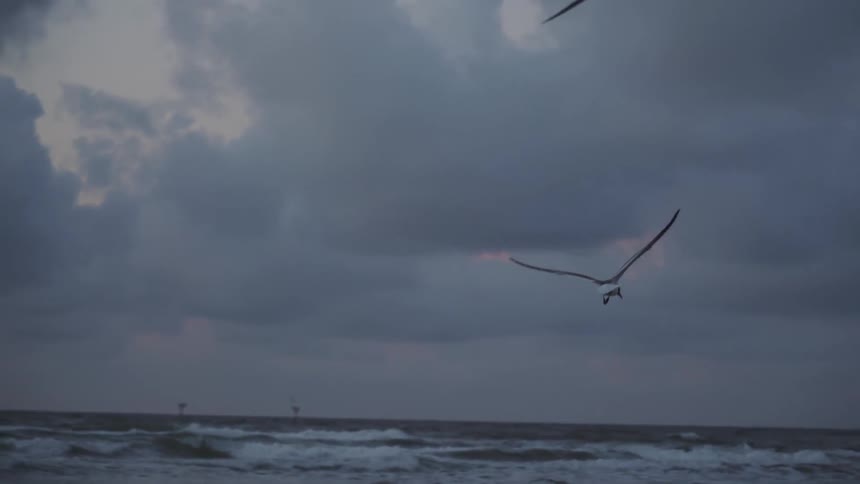 A seagull flies towards the water