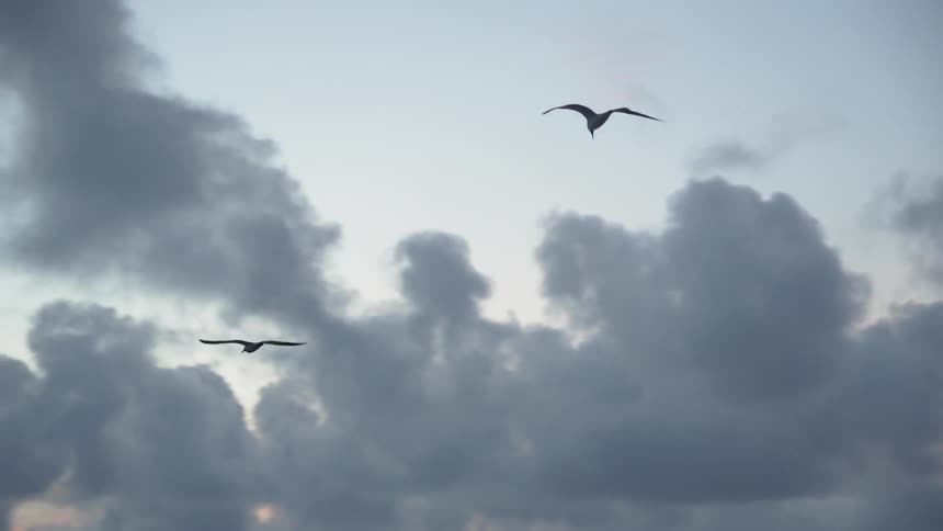 Large birds fly in the sky under the clouds