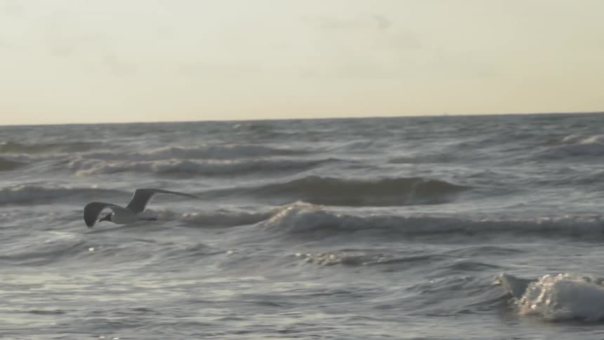 A seagull flies over ocean waves at sunset