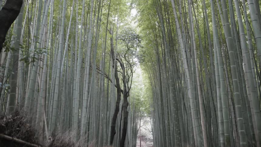 People walk down a path between very tall trees in the bamboo grove