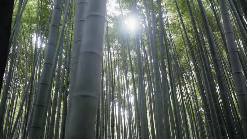 Sun shines through trees in the bamboo grove