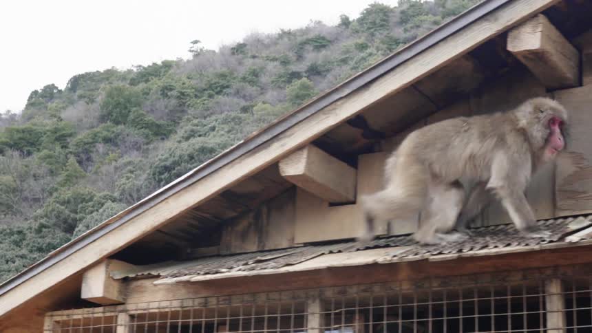 The baboon climbs to the roof of a wooden house in the mountains