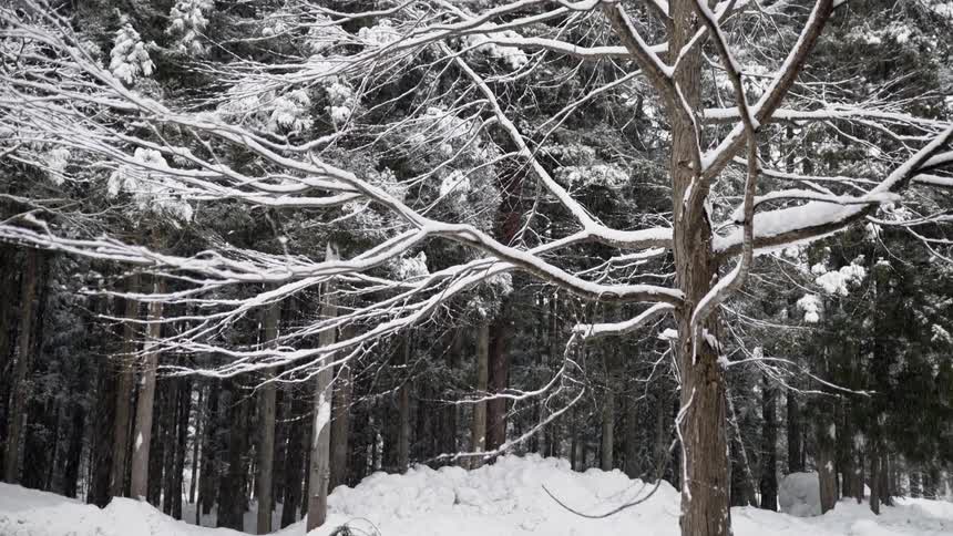 Snow falls in a forest