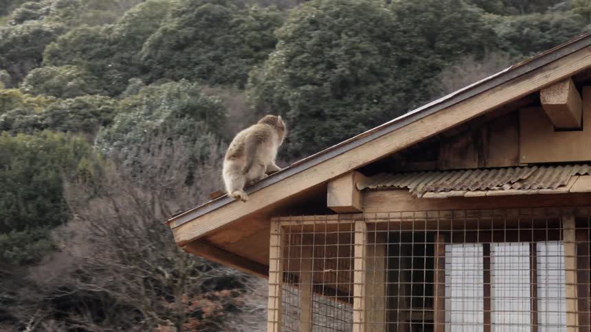 A monkey climbs down from the roof