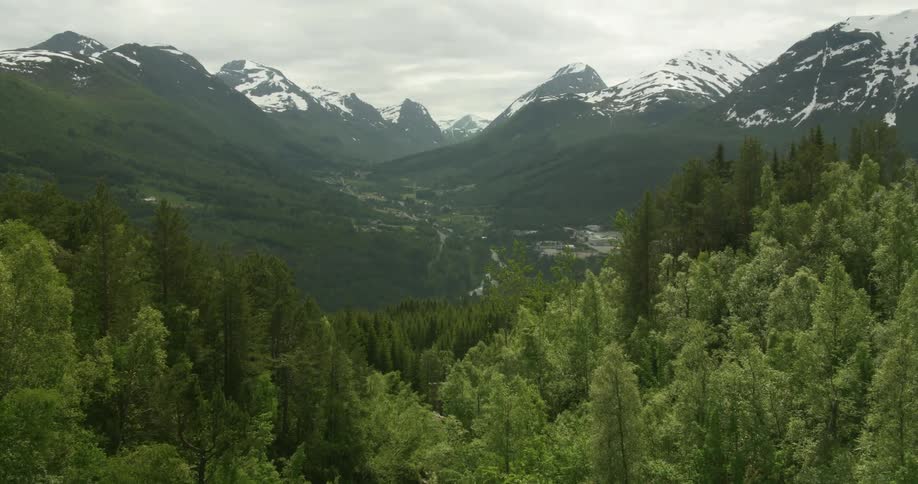 Pine trees grow in a mountain range