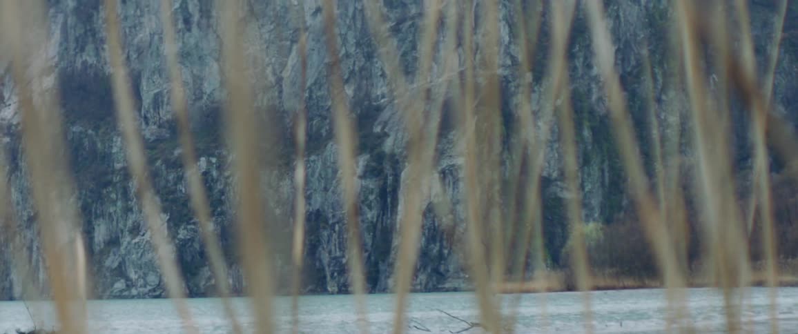 Twigs by the lake shore