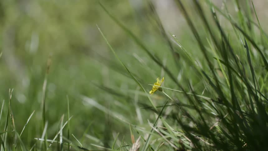 Yellow flower among tall green grasses