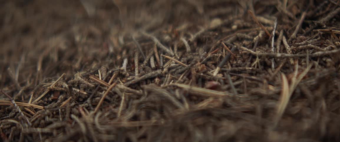 Ants crawl across the grass