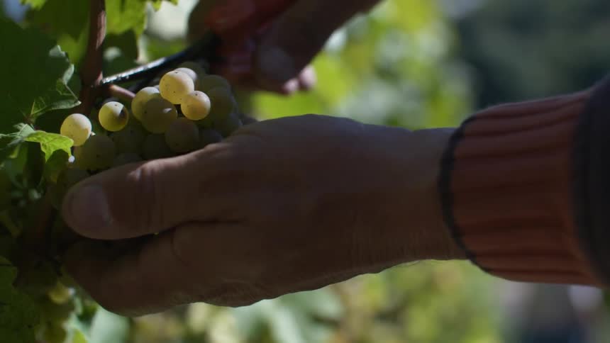 Man snipps off a grapevine - Vineyard