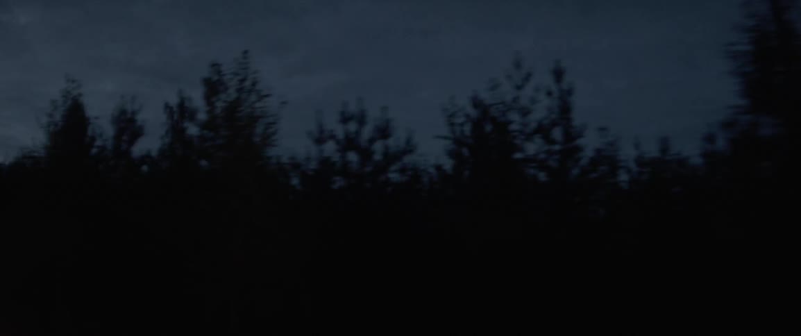 The trees cover the dawn sky