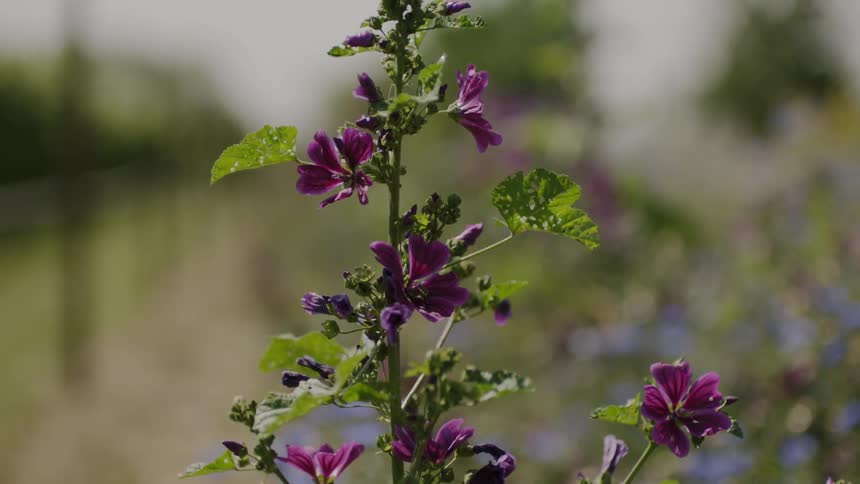 Flowers in a field
