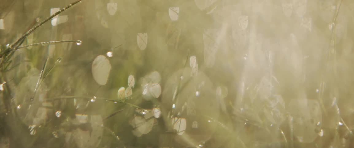 Grass and weeds on a dewy morning