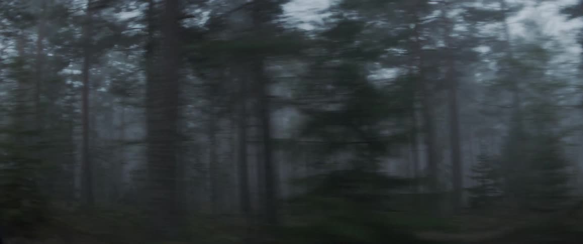 Fog rolls through the woods
