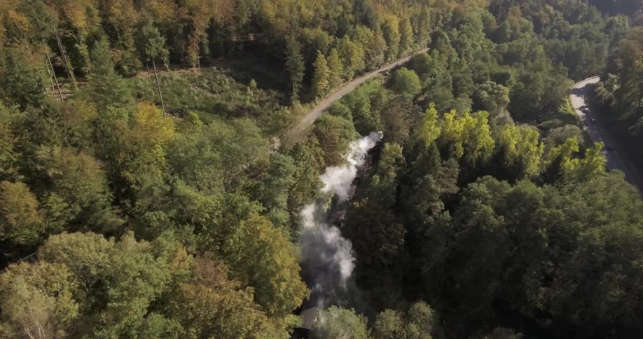 Train passes through forest