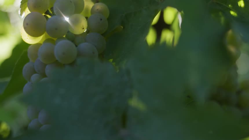 Grapes on a vine in the morning