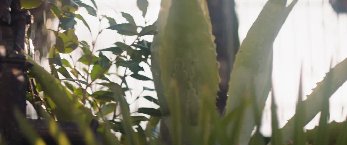 Sun shines over plants outside