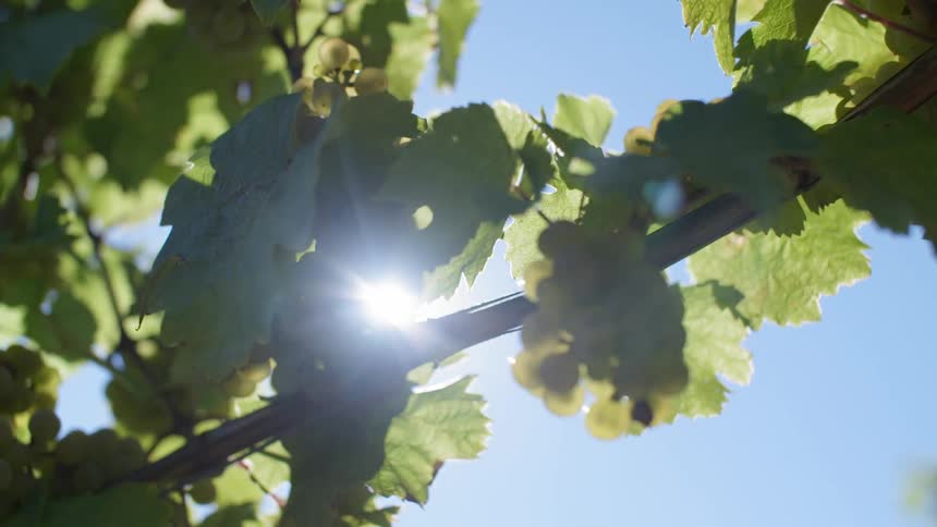 Sun shines through leaves on tree