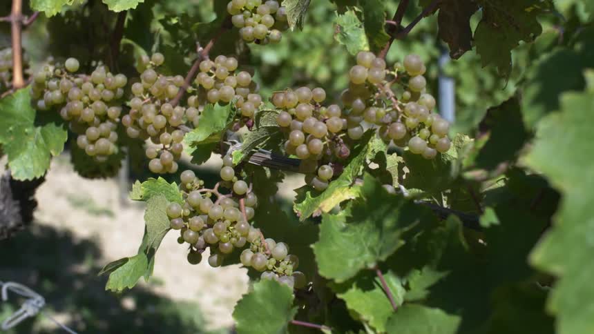 Grapevine - Vineyard