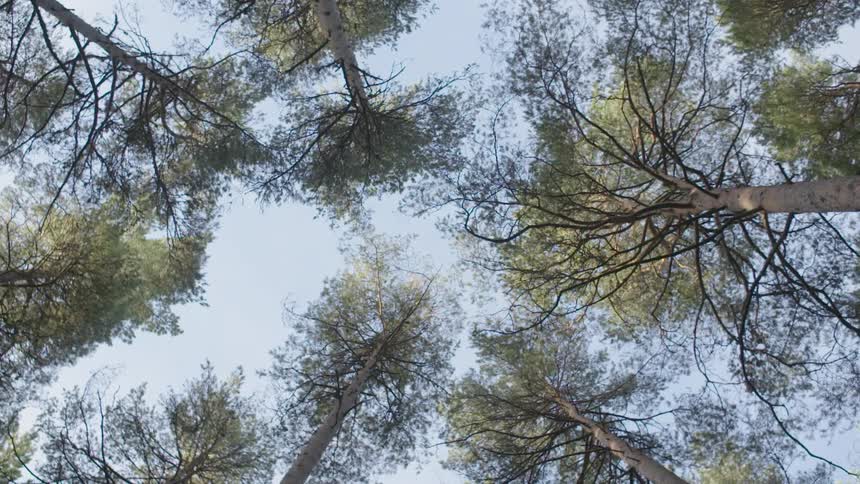 The tall trees fill the clear sky above